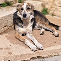 YAGO bel giovanotto, cane da adottare