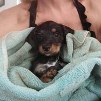 Ataya, un bout de chou d'amour, chienne à adopter