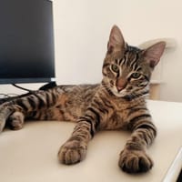 NUAGE, chat à adopter