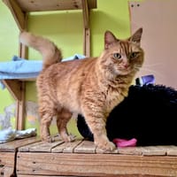 ROX TOBIAS, chat à adopter