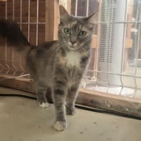 SHALIMA, chatte à adopter