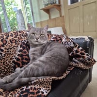SPRITZ, chat à adopter