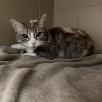WALLIE, chatte à adopter