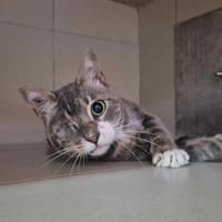 WILLY, chat à adopter