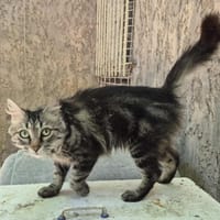 YUME, chatte à adopter