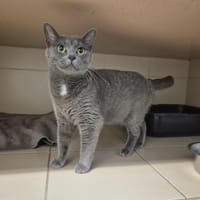 YUMI, chatte à adopter