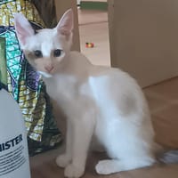 BOULETTE, chat à adopter