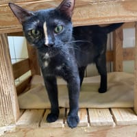 CAYA, chatte à adopter