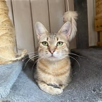 MIMOSA, chatte à adopter