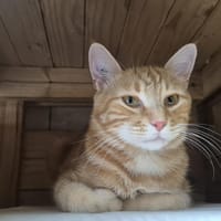 PRINT, chat à adopter