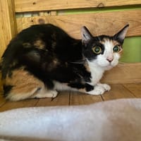 MAVIS, chatte à adopter