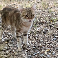 CALINE, chatte à adopter