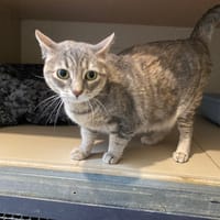 NALAH, chatte à adopter