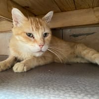 RAMBOW, chat à adopter