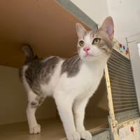 SLIDER, chat à adopter