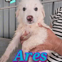 ARES cucciolo amorevole, cane da adottare