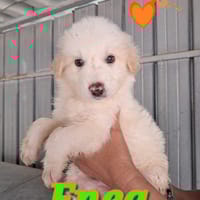 ENEA meraviglioso cucciolo, cane da adottare