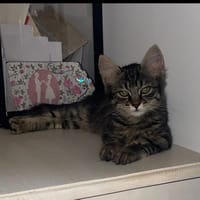 AKITA, chatte à adopter