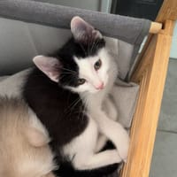 OREO*, chat à adopter