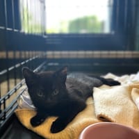 Vi, kotka do adopcji
