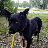 Zorka, suczka do adopcji