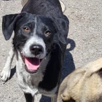 Wunderbare♥Wilma♥wartet in 04157 Leipzig, Hündin zur Adoption