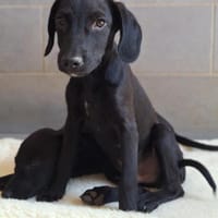 Harrysucht ein schönes Zuhause, Hund zur Adoption