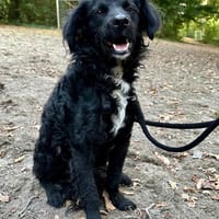 Bole- Kuscheliger Schatz mit großem Herz, Hund zur Adoption