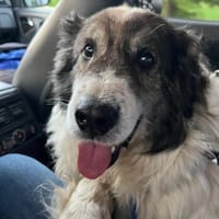 Vermittlungshilfe HSH Olli, Hund zur Adoption