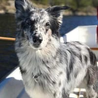 Arlo - ist gut erzogen, Hund zur Adoption