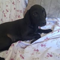 Darcy sucht ein schönes Zuhause, Hündin zur Adoption