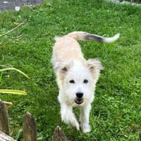 JULA - freundlicher Welpe sucht Zuhause, Hündin zur Adoption