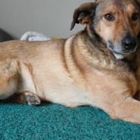 Hast du einen Platz für MacKenzie?, Hund zur Adoption