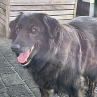 Gordo sucht ein liebevolles Heim, Hund zur Adoption