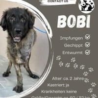 💛 Bobi sucht sein Glück 💛, Hund zur Adoption