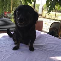 ❤🐾 LOTTI, eine Hunde-Miniausgabe, Hündin zur Adoption