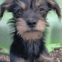 Zuckersüßer minikleiner Tom ..., Hund zur Adoption