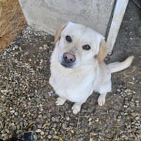 Mini-Labbi-Mix Sherlock sucht sein Heim!, Hund zur Adoption