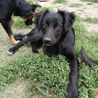 Carlo sucht ein schönes Zuhause, Hund zur Adoption