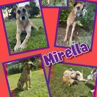 Sanfte Mirella sucht Herzensmenschen!, Hündin zur Adoption