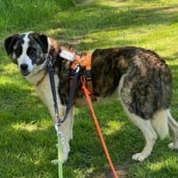 Hübsche Stella möchte aus dem Shelter, Hündin zur Adoption