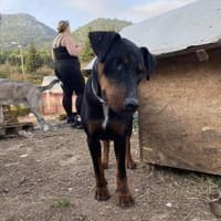 Nero- aktiv, liebevoll, treu, kuschelig!, Hund zur Adoption