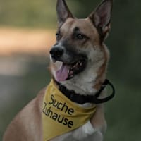 Mica sucht erfahrenes Zuhause, Hund zur Adoption
