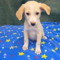 Nemo sucht ein Körbchen, Hund zur Adoption