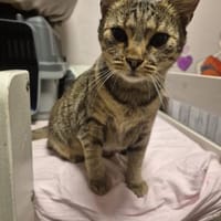 Josie sucht liebevolle Dosenöffner, Katze zur Adoption