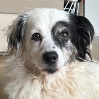 Hanyo, geb. ca. 12/2023, 50670 Köln, Hund zur Adoption