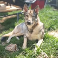 Floki, Hund zur Adoption