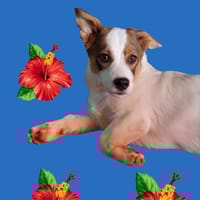 Kleiner Luca auf Körbchensuche!, Hund zur Adoption