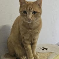 Casanova, Kater zur Adoption