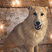 Wartend auf ein Wunder!, Hund zur Adoption